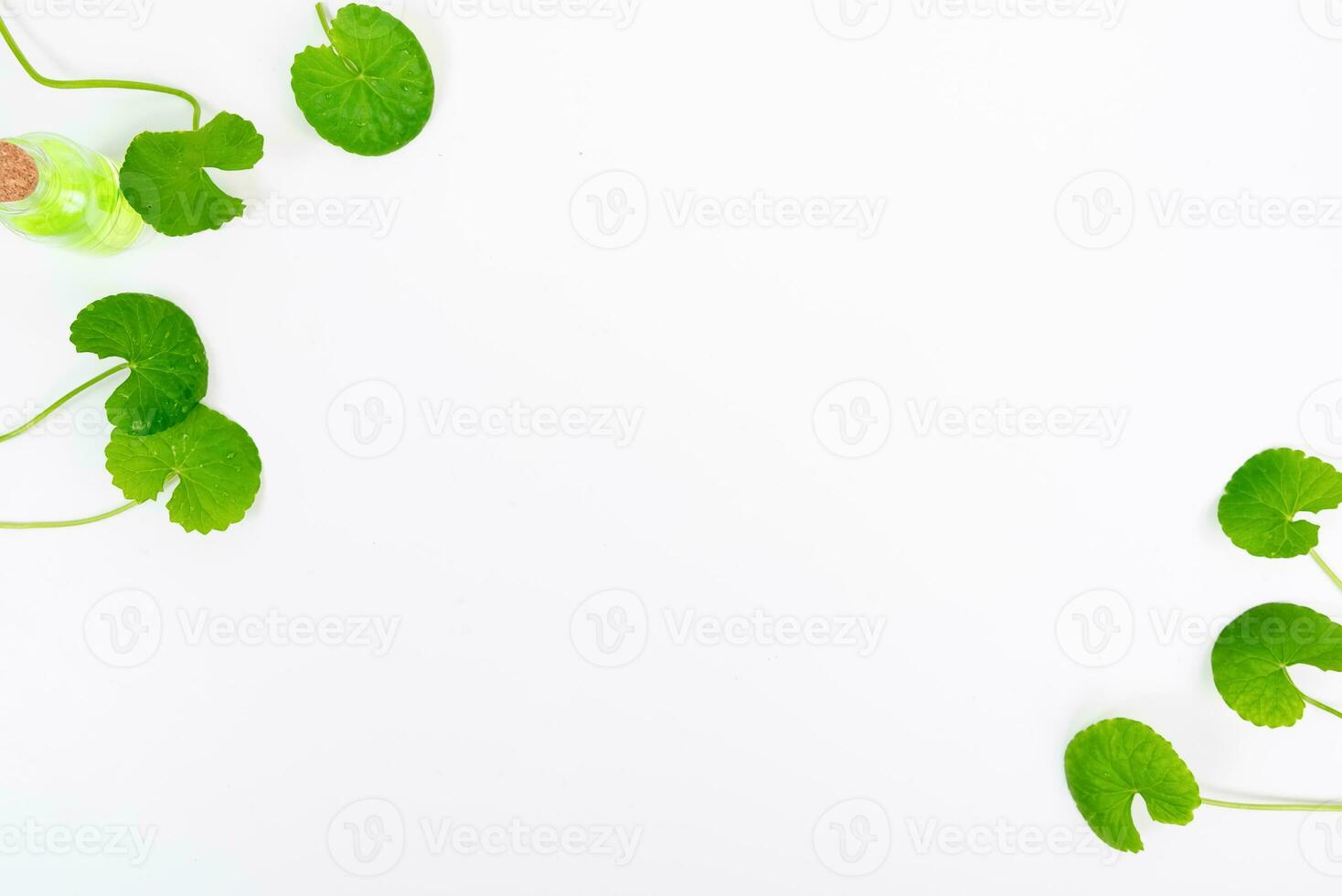 Top view on table centella asiatica leaves with isolated on white background photo