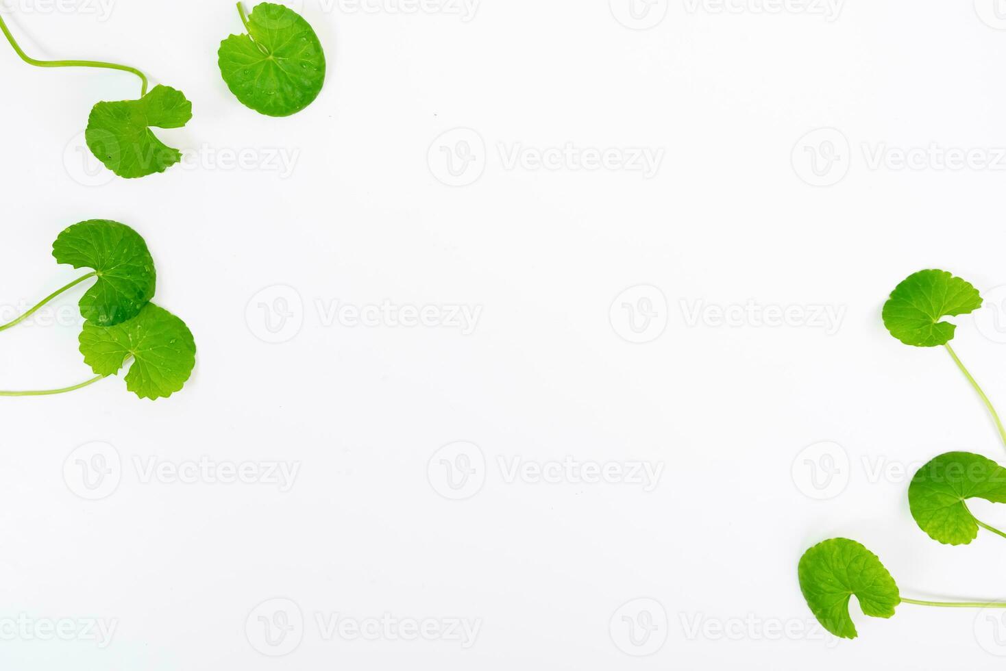 Top view on table centella asiatica leaves with isolated on white background photo