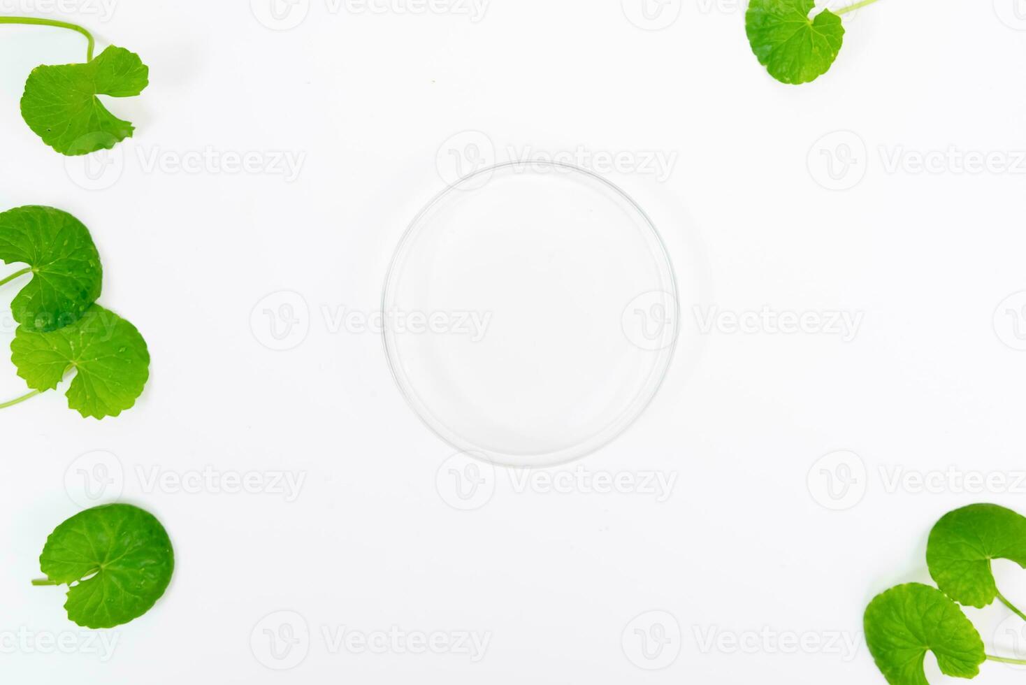 Top view on table centella asiatica leaves with isolated on white background photo