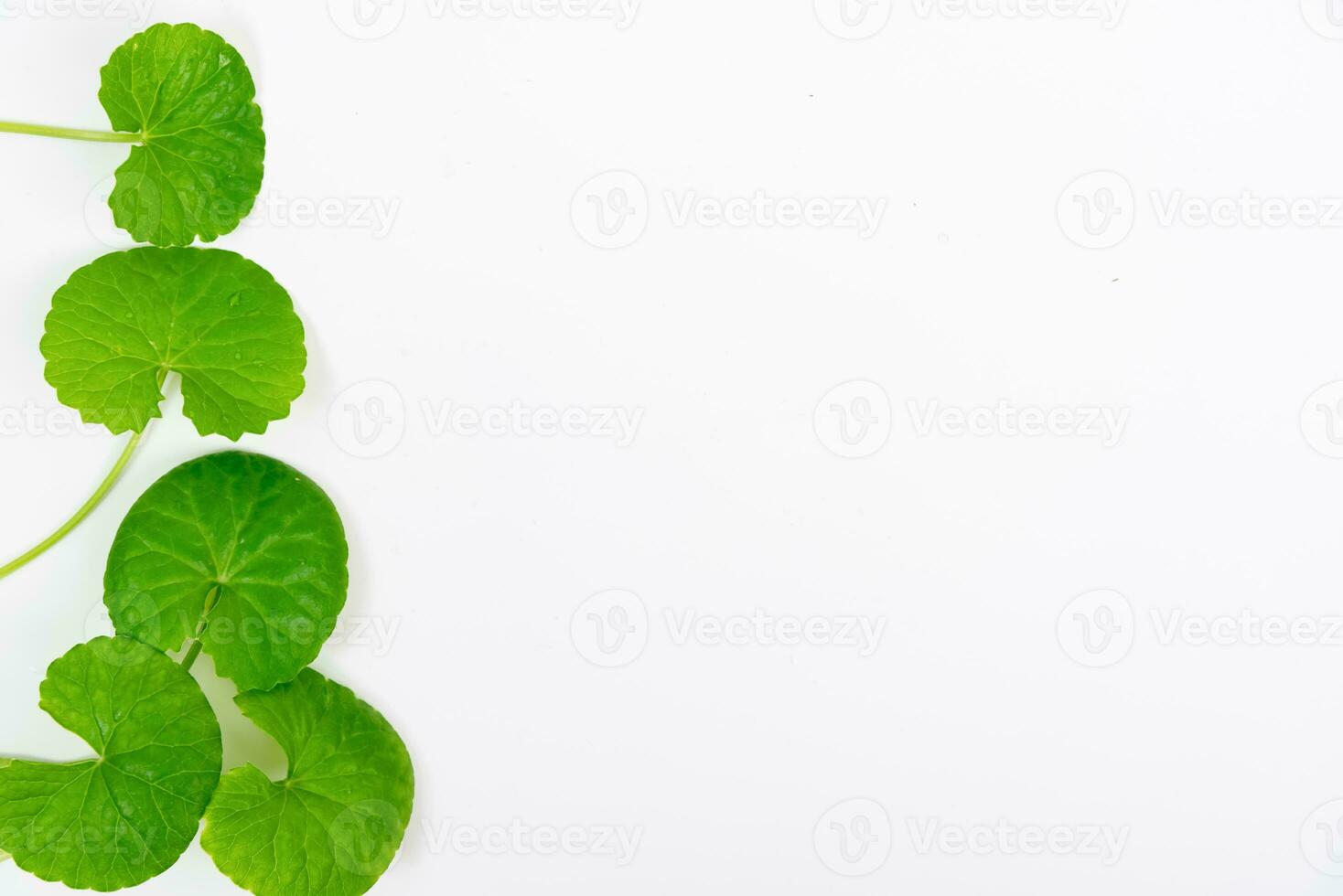 Top view on table centella asiatica leaves with isolated on white background photo