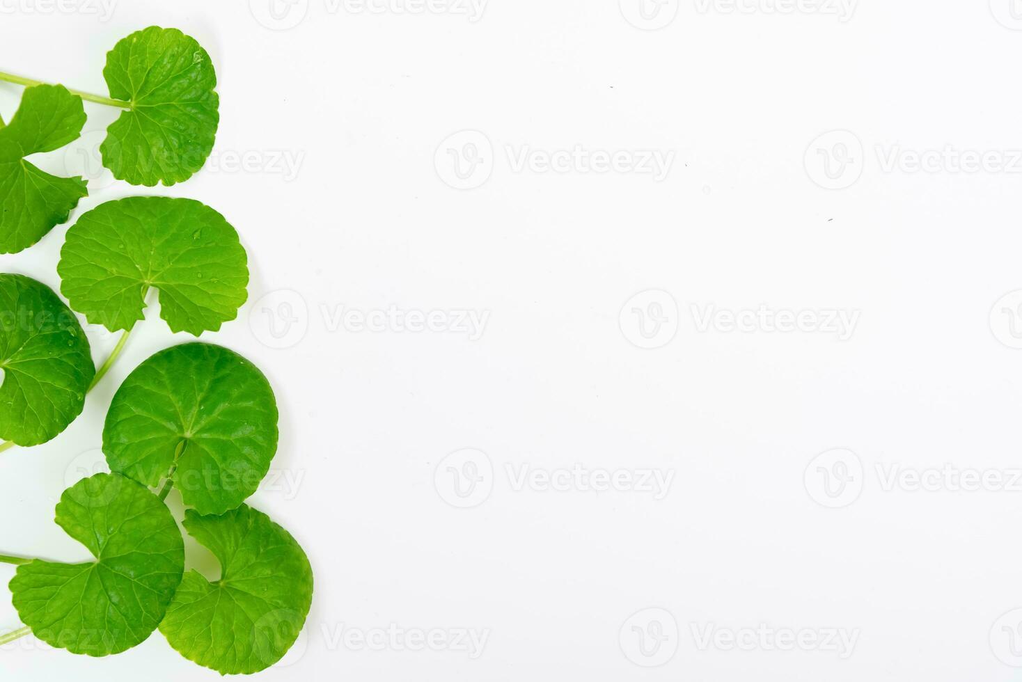 Top view on table centella asiatica leaves with isolated on white background photo
