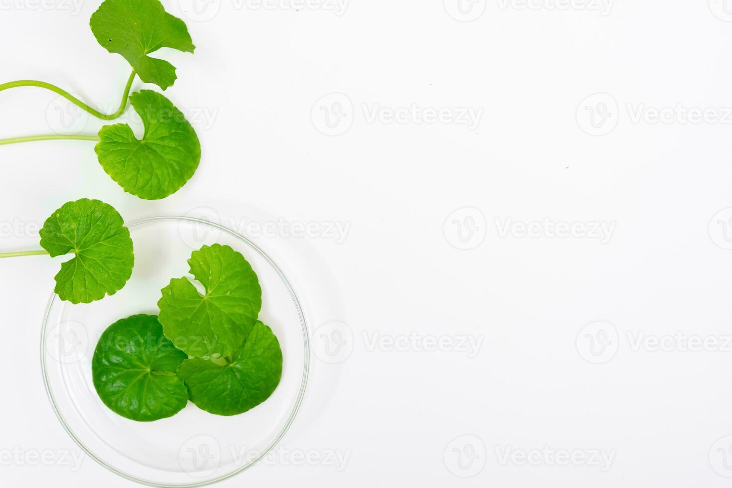 Top view on table centella asiatica leaves with isolated on white background photo
