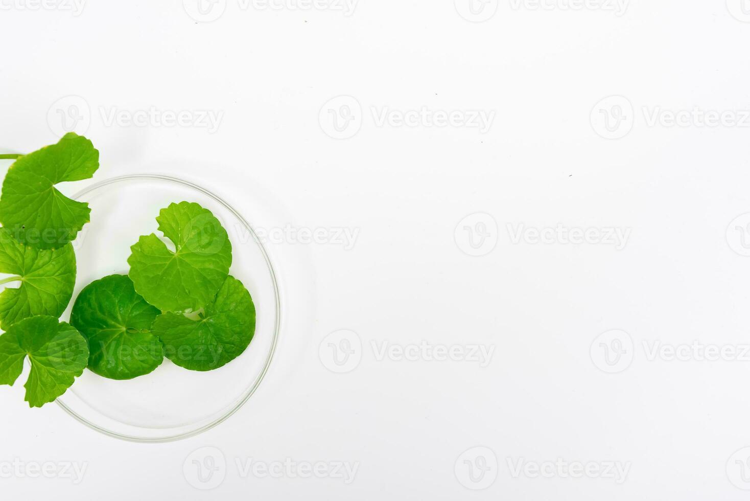 Top view on table centella asiatica leaves with isolated on white background photo
