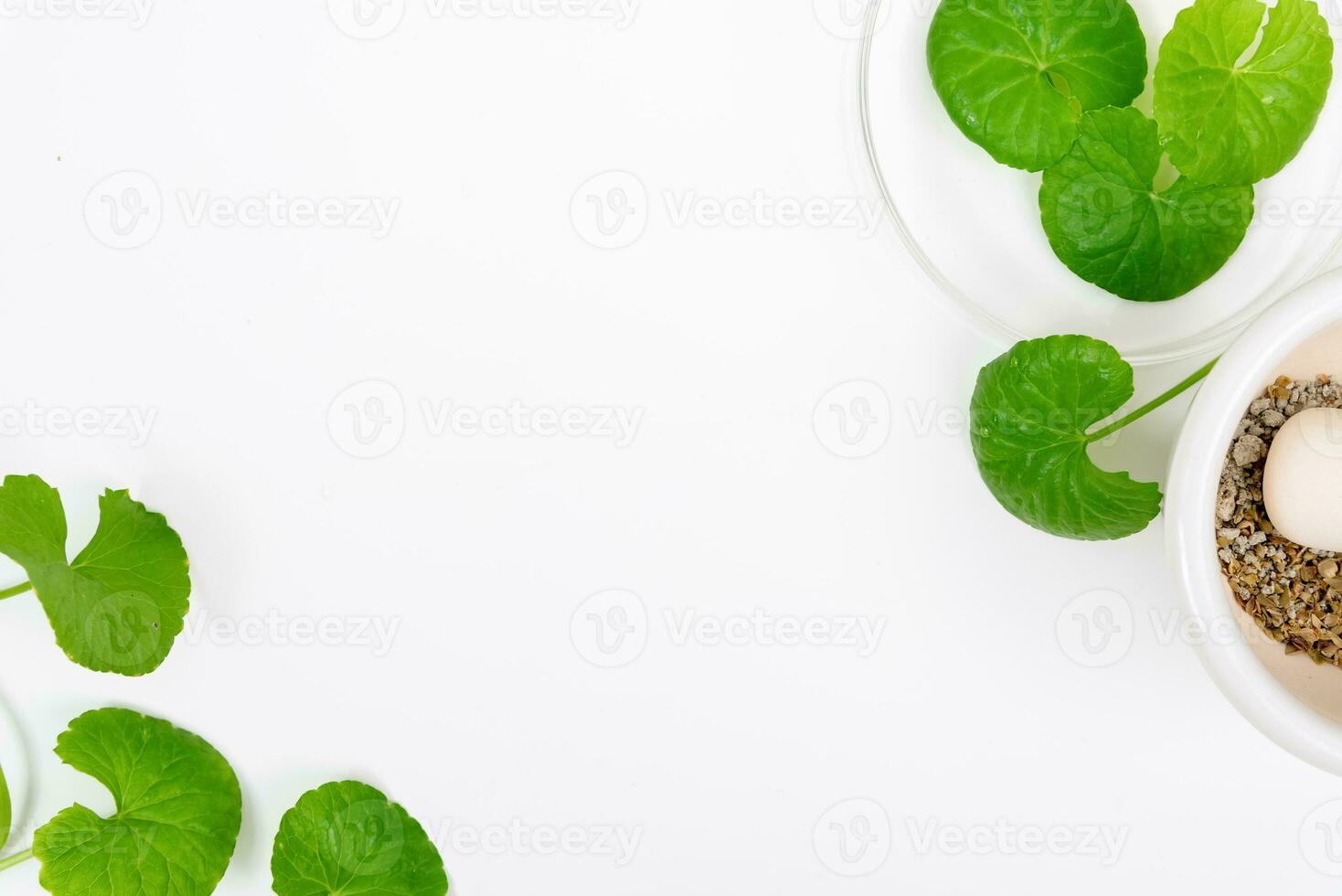 Top view on table centella asiatica leaves with isolated on white background photo