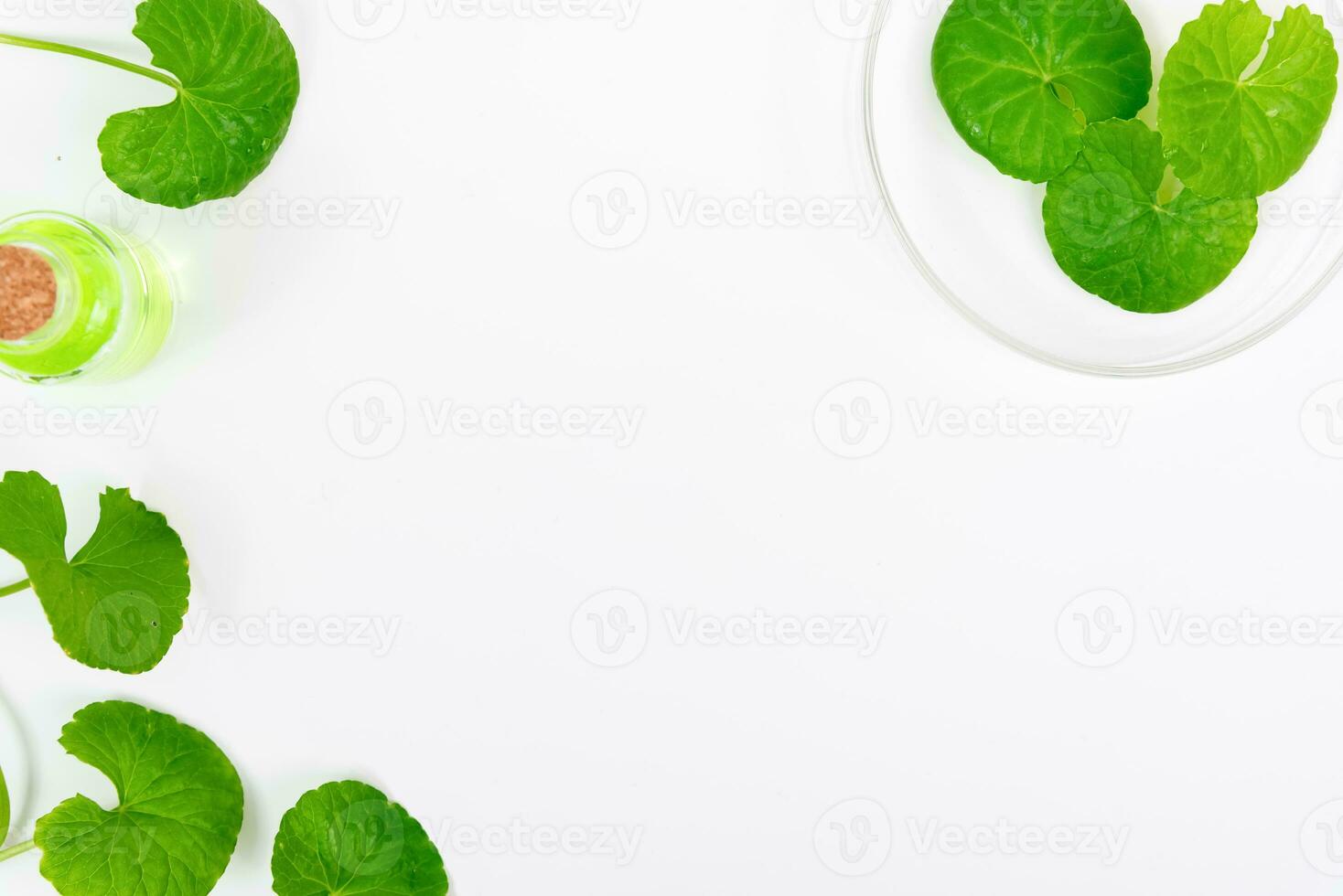 Top view on table centella asiatica leaves with isolated on white background photo