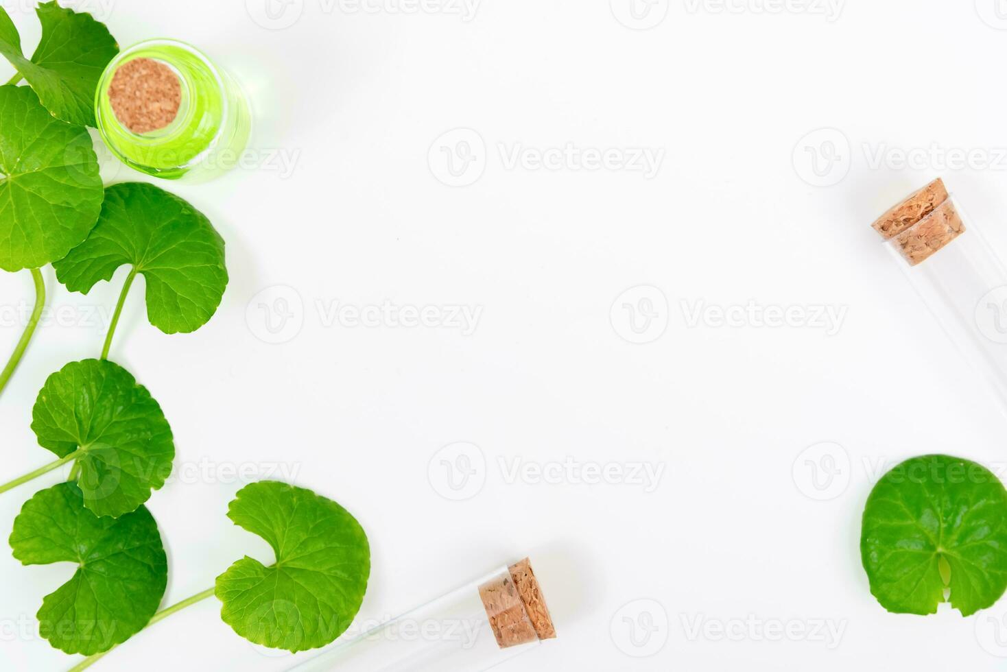Top view on table centella asiatica leaves with isolated on white background photo