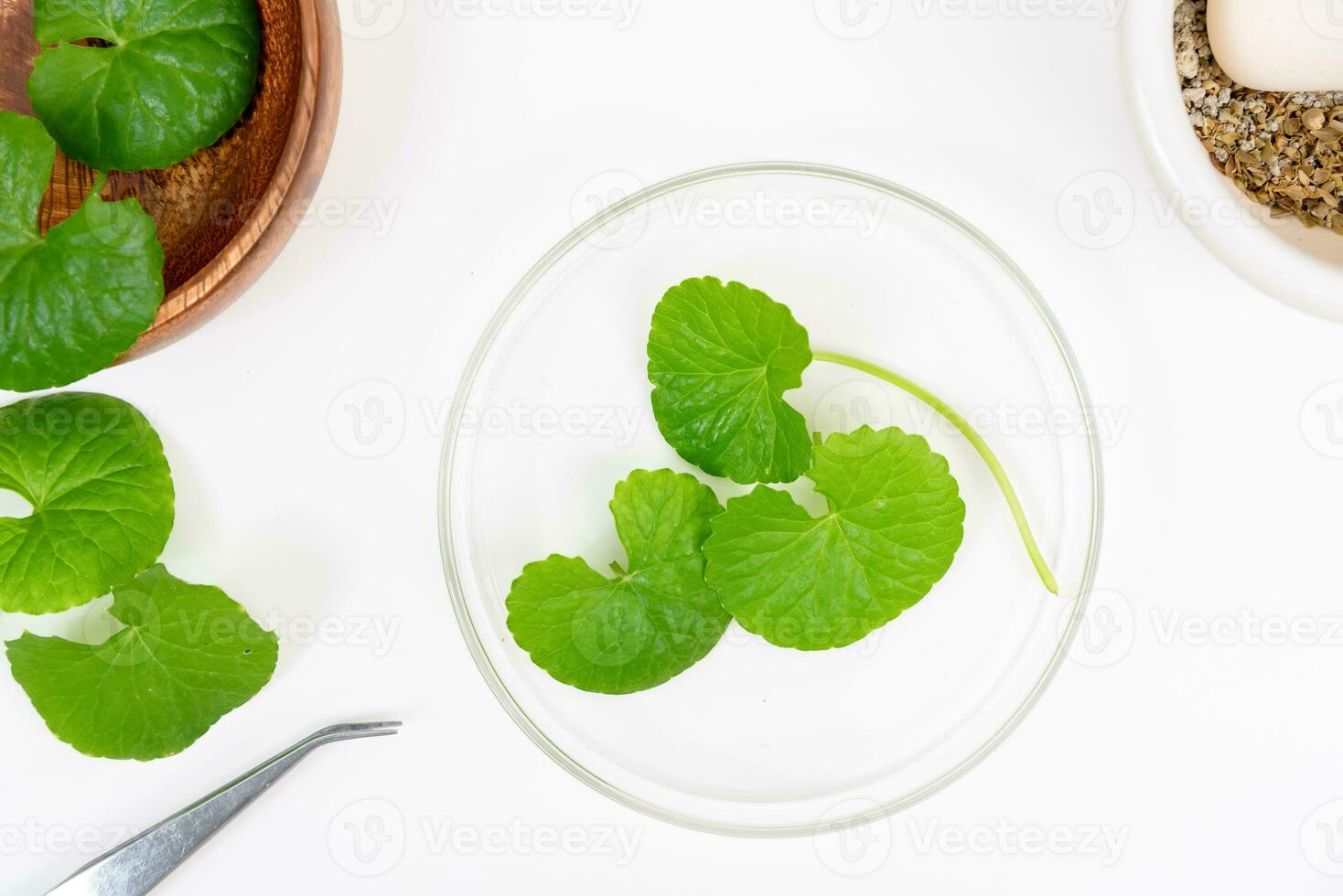 Top view on table centella asiatica leaves with isolated on white background photo