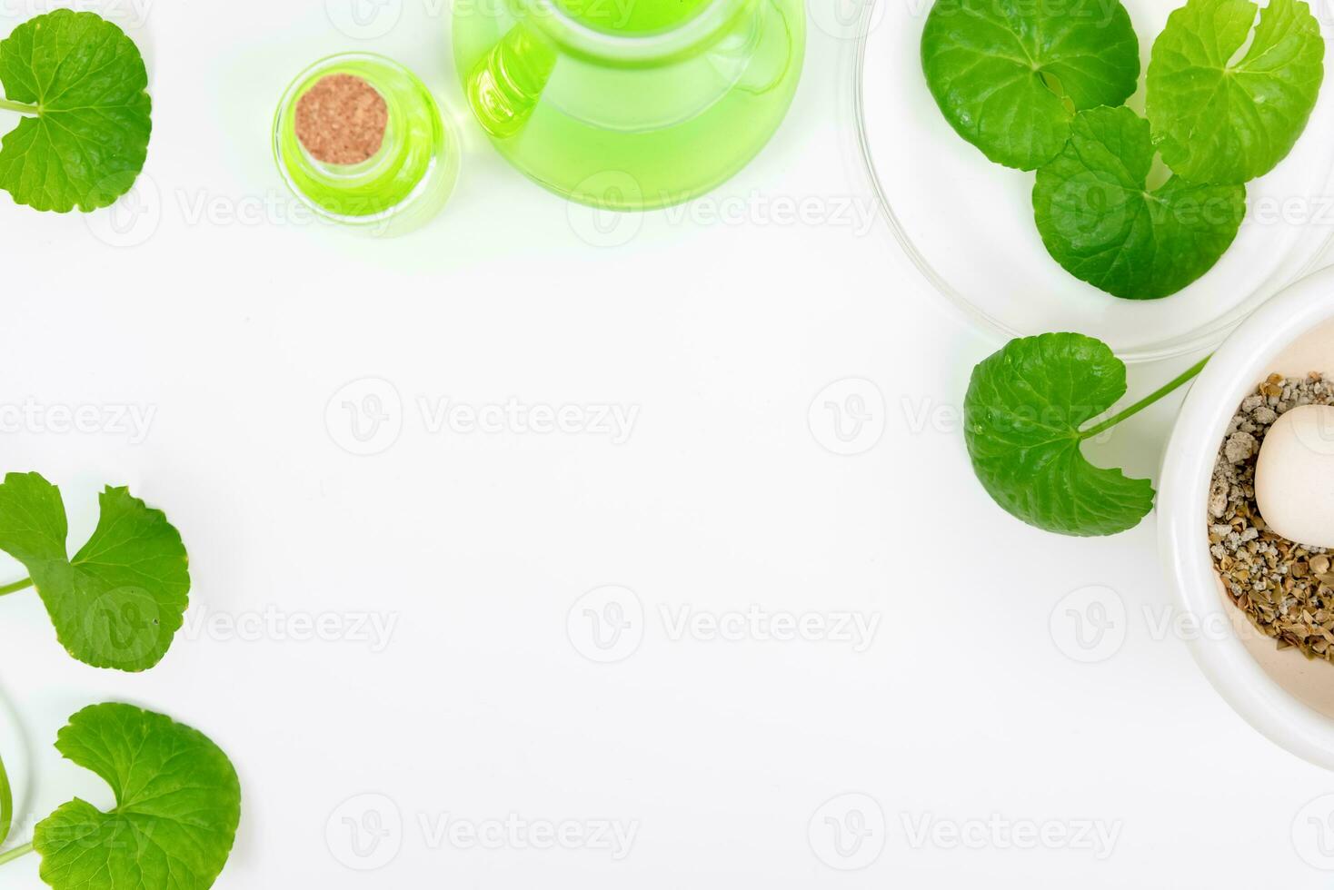 Top view on table centella asiatica leaves with isolated on white background photo