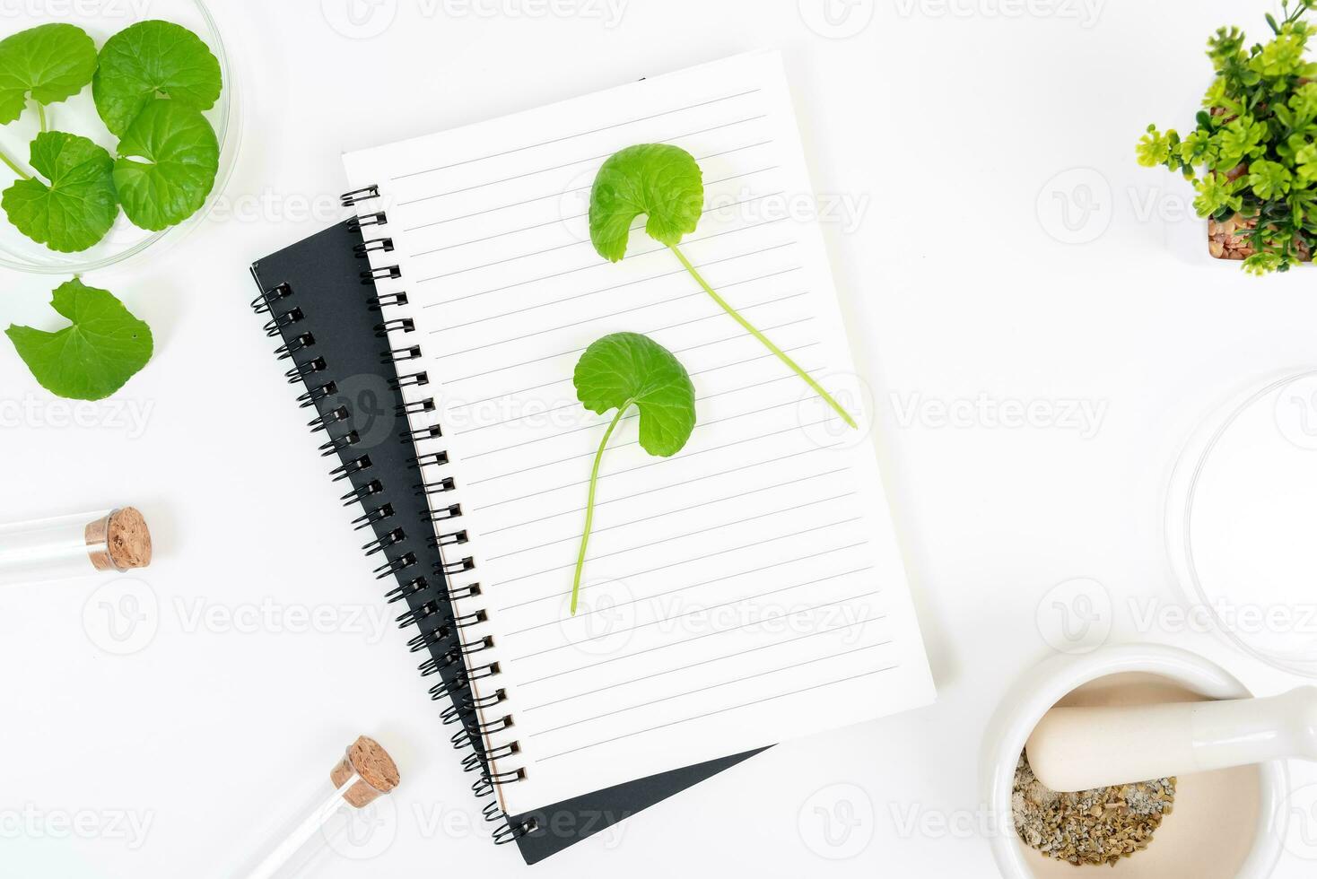 Top view on table centella asiatica leaves with isolated on white background photo