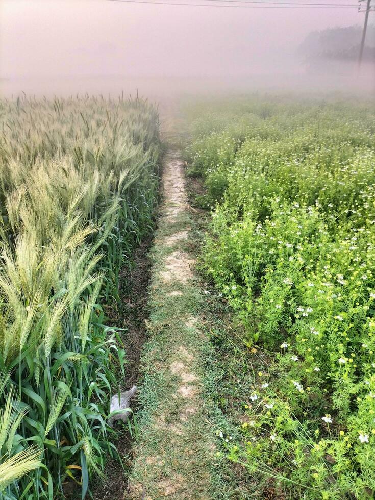 hermosa campo camino foto