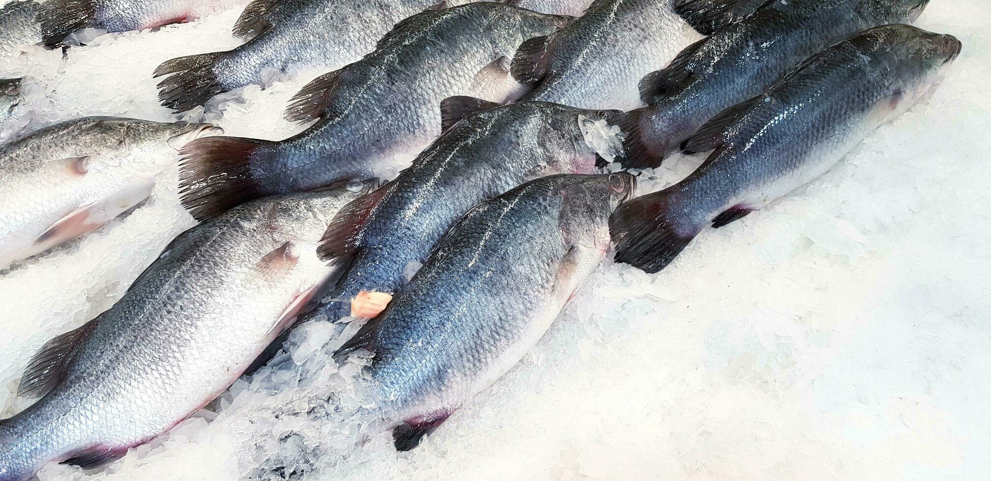 Many fresh Asian sea bass, Latidae or Barramundi fish freezing on ice for sale at seafood market or supermarket with right copy space. photo