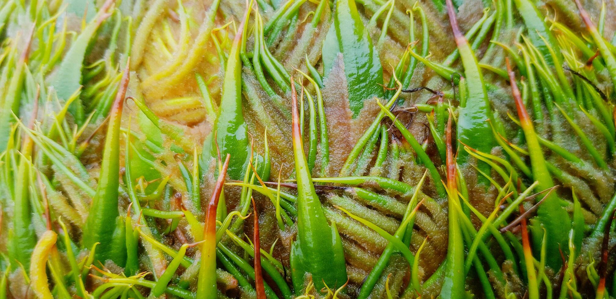 Close up skin of Cycas plant or fruit. Textured and pattern of natural  concept. Scientific name of tree is Cycas simplicipinna. photo