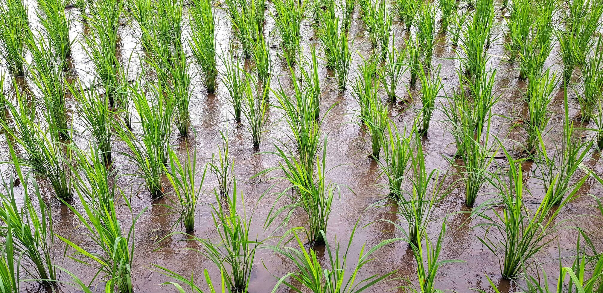 Fresh green rice paddy farm growth in water. Agriculture or Harvest concept. Beauty of nature photo