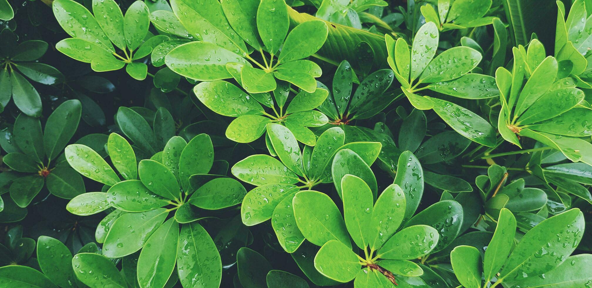 Fresh green plant or leaves wet rain water after raining day in the garden for background in vintage tone. Wallpaper, Growth and Beauty of Nature. Water drop on leaf photo