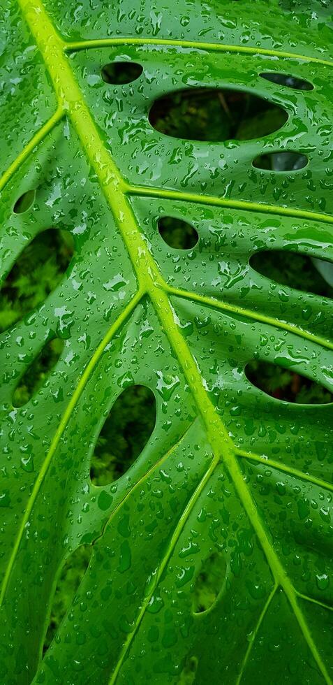 Close up water drop on tropical green leaf after raining day. Abstract art and Nature background. The scientific name of tree is Monstera deliciosa. Natural wallpaper and Fresh. photo