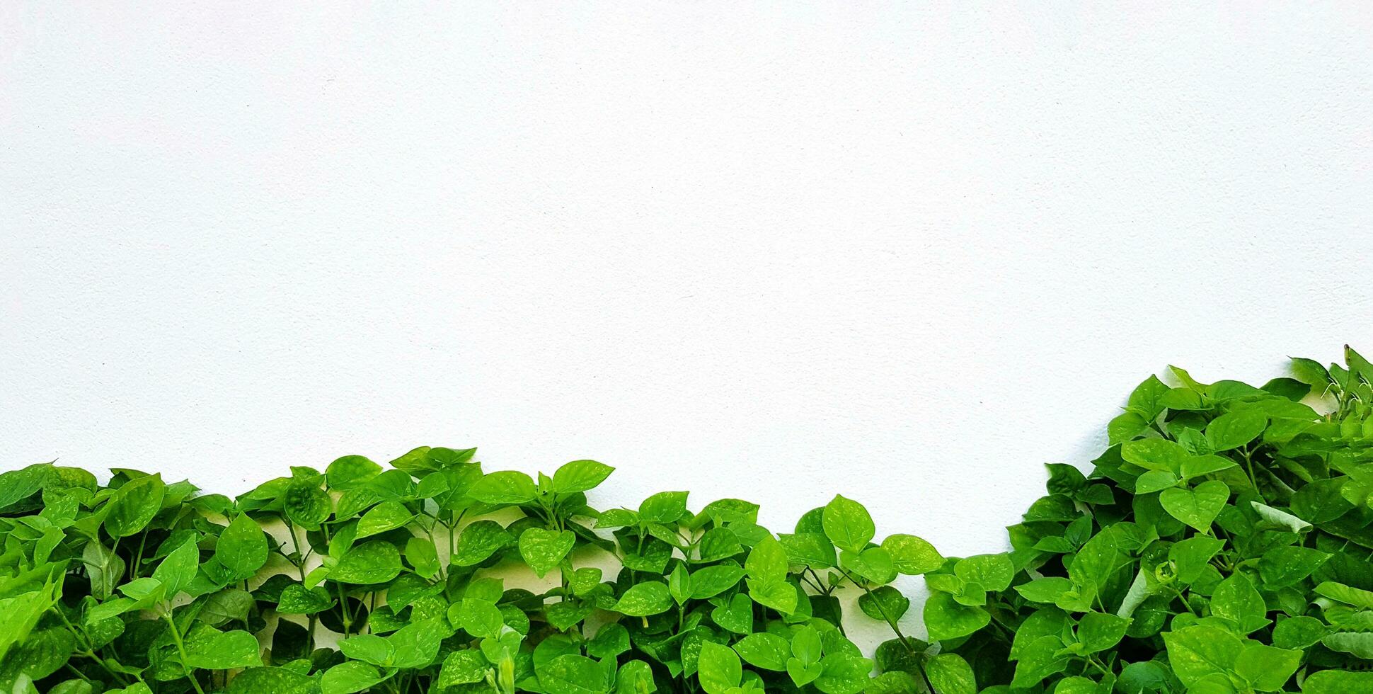 Green tree plant with white flower on rough brick wall for background with above copy space. Wallpaper, Garden, Growth, Beauty of Nature and Pattern concept. photo
