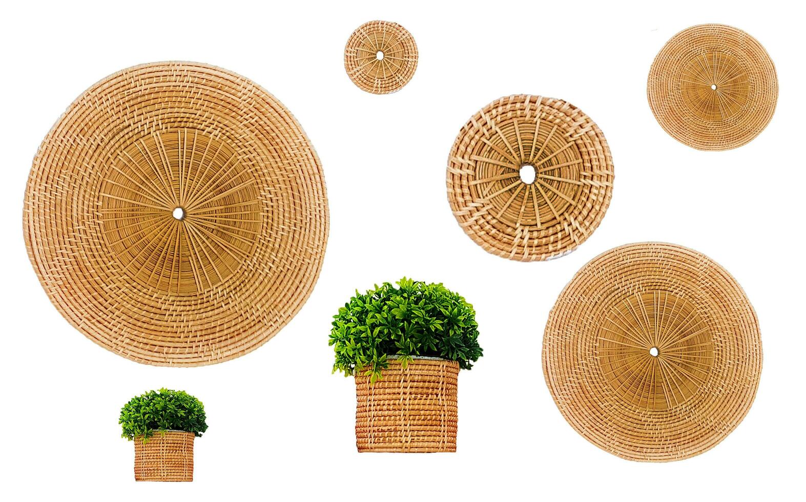 Group of green plants in basket and round weave pattern decorated isolated on white background. Ornamental in flowerpot and object for decoration room, home. Natural material and handmade by human photo