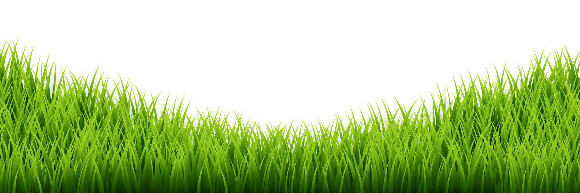 Green grass border set on white background. Vector Illustration