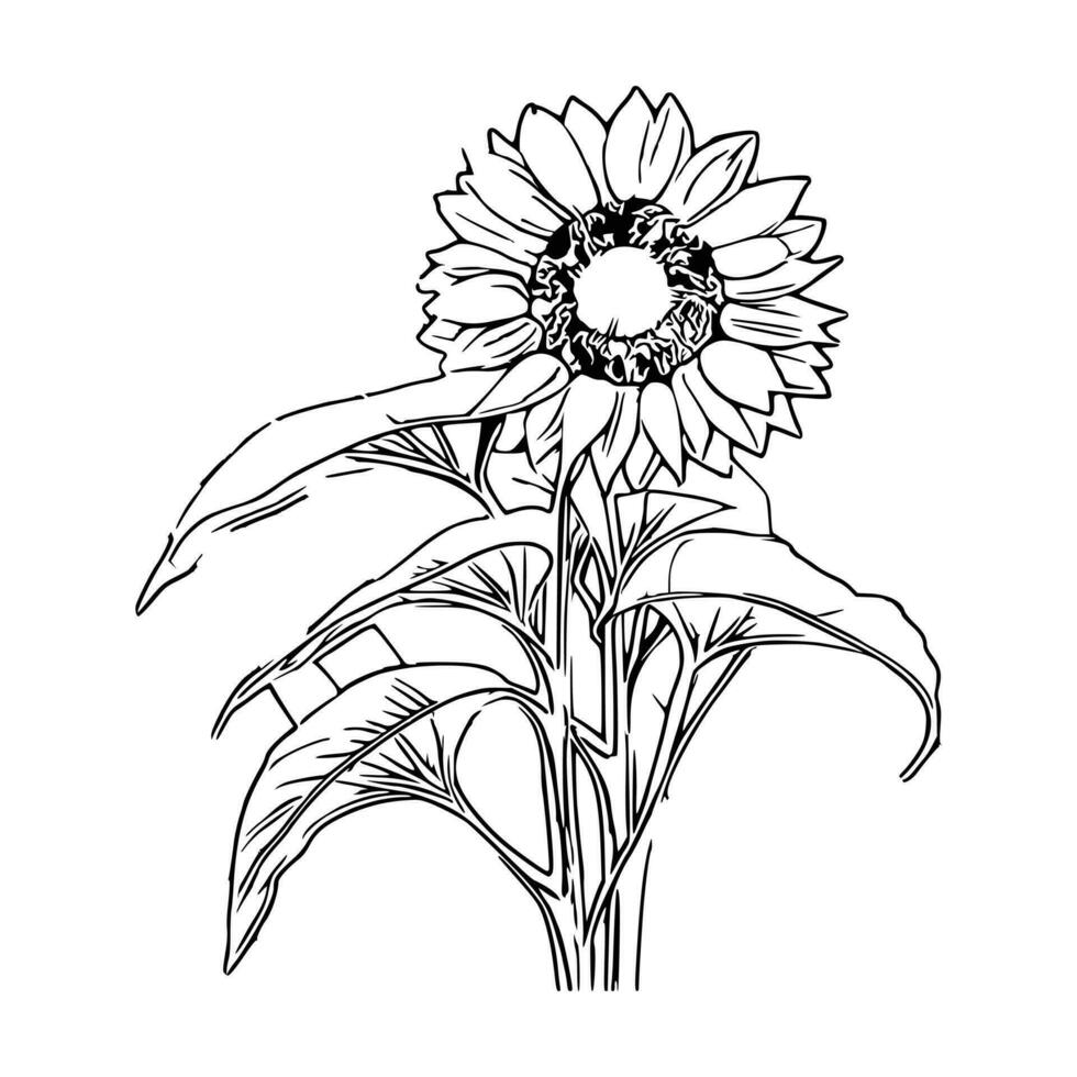 line art sunflower vector
