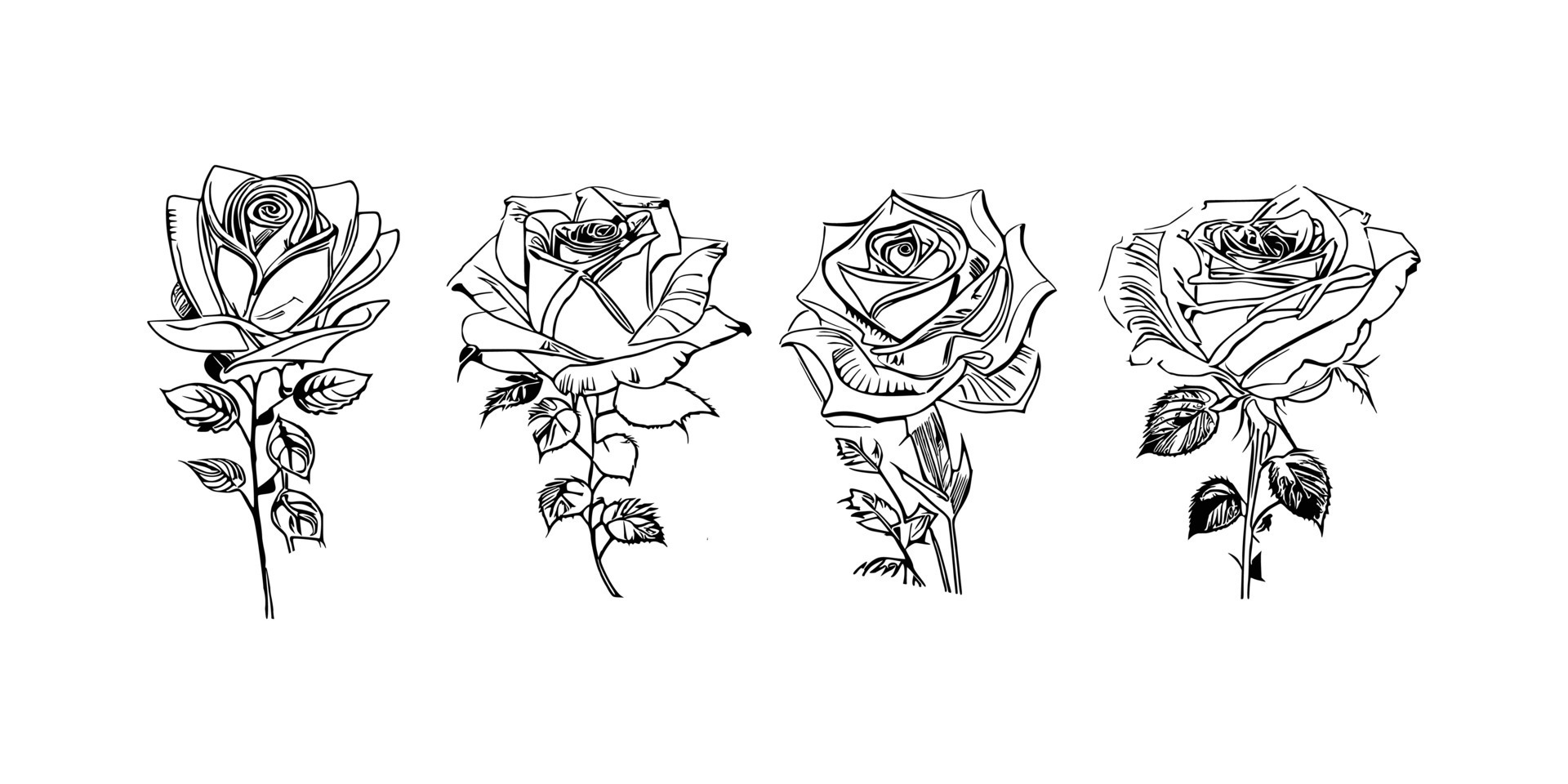 Beautiful Hand drawn flower Roses vector 25787606 Vector Art at Vecteezy