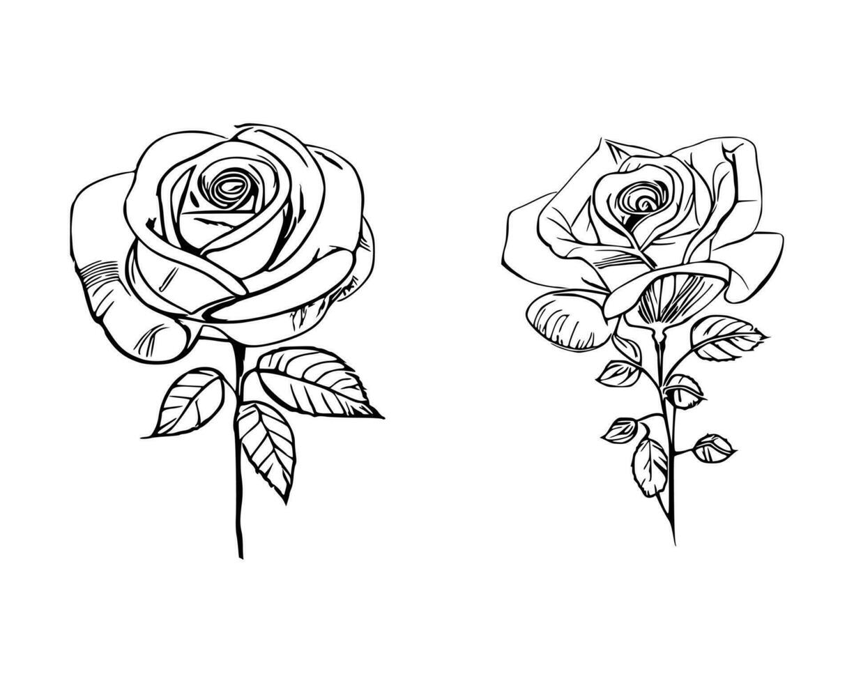 Beautiful Hand drawn flower Roses vector