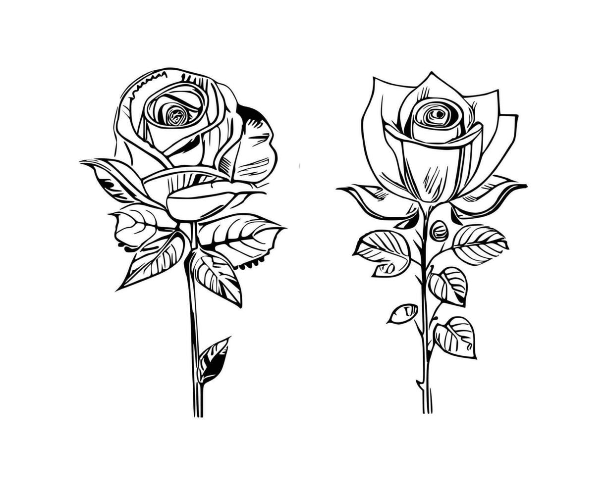 Beautiful Hand drawn flower Roses vector