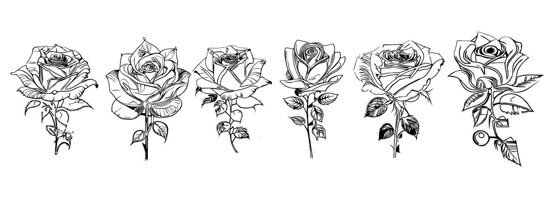 Roses set line art vector