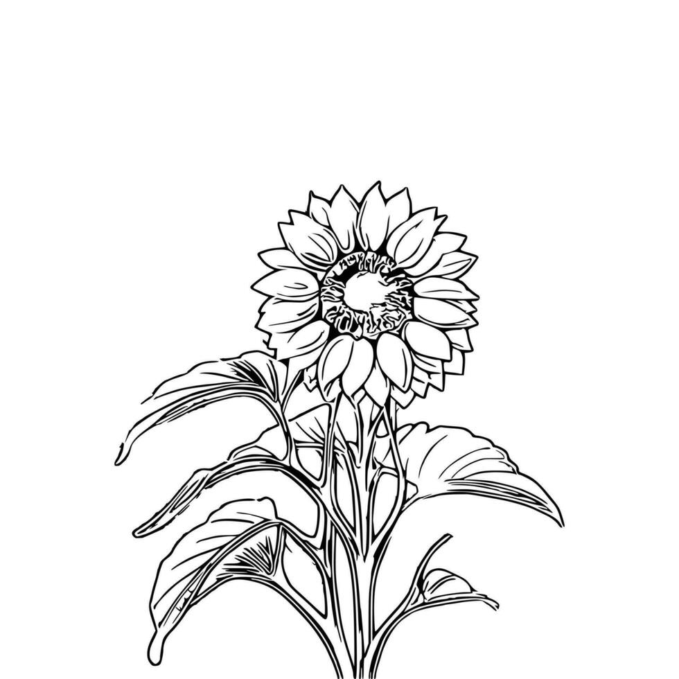 line art sunflower vector