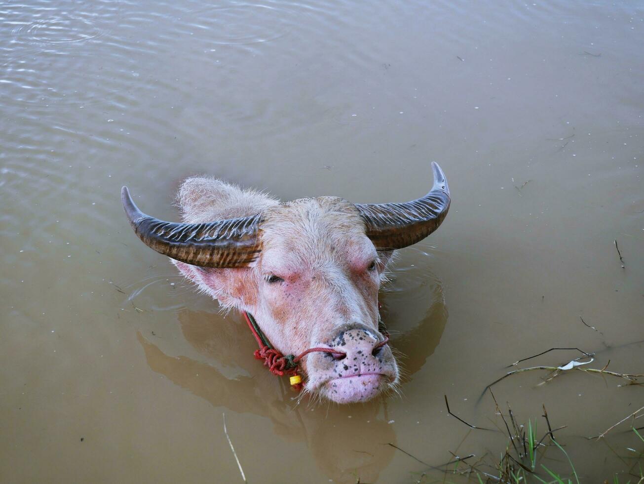 búfalo de agua en el canal para refrescarse. foto
