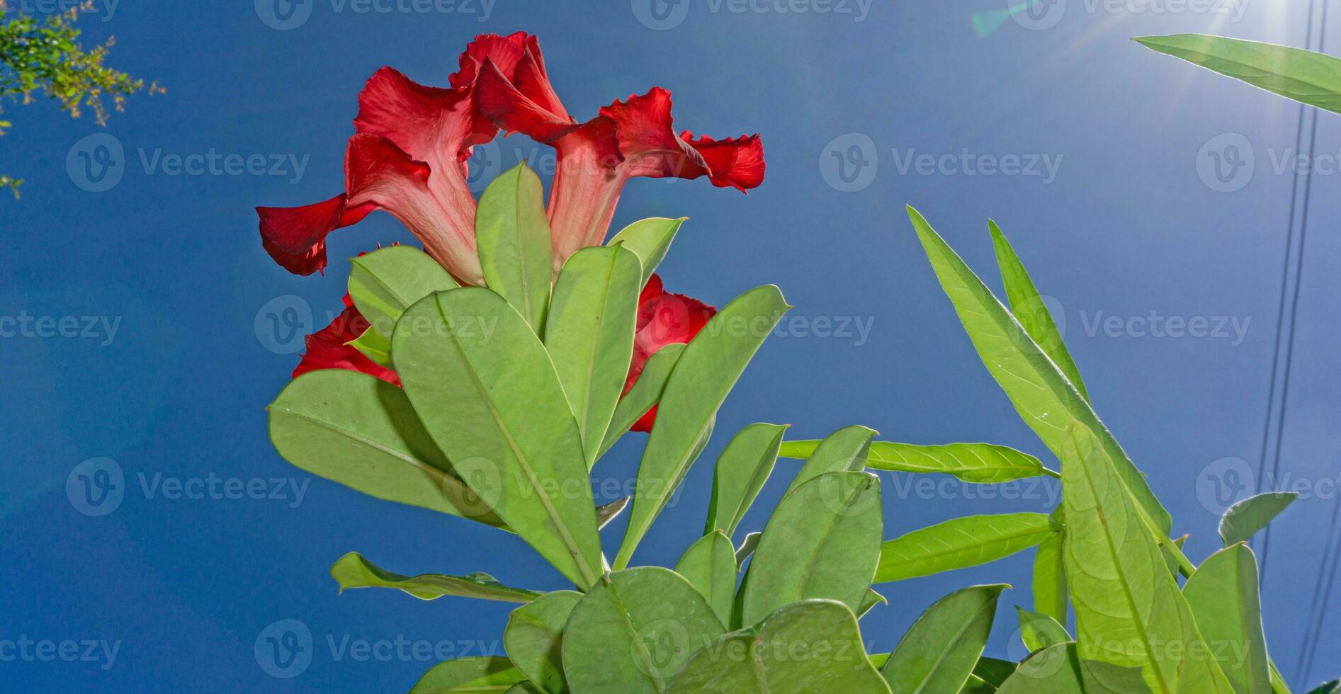 adenium or desert rose flowers blooming in the garden blue sky background photo