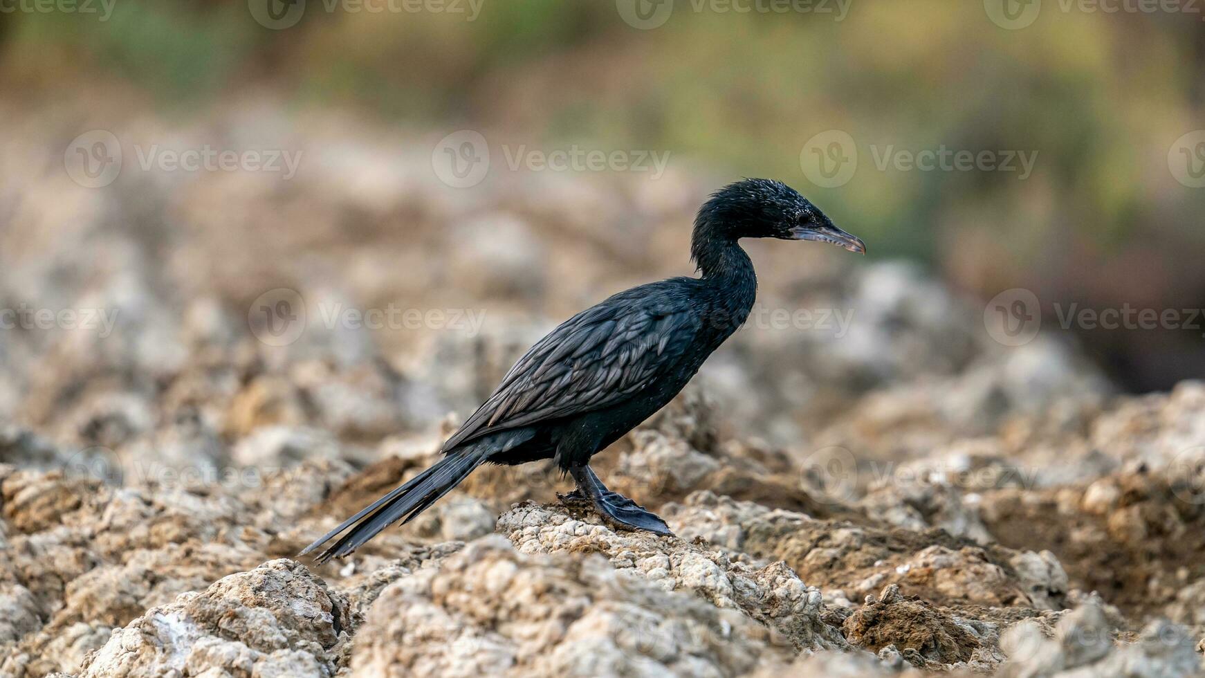 Little Cormorant stand on the field photo