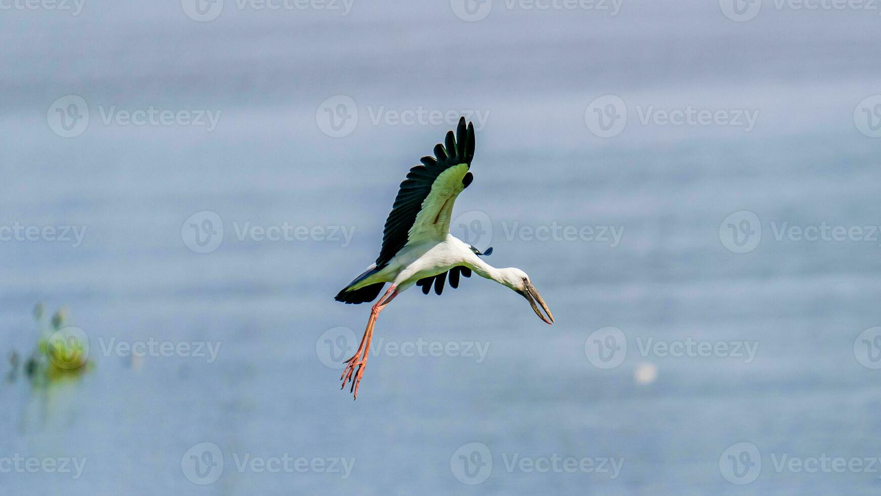 Asian Openbill flying in to the sky photo