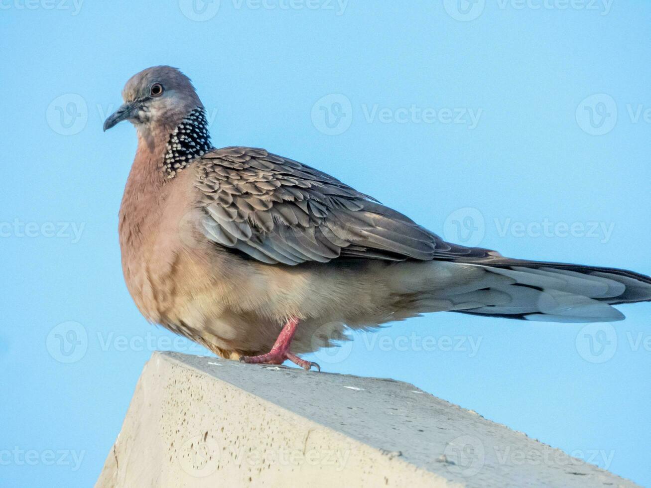 Spotted Dove stand on the roof photo