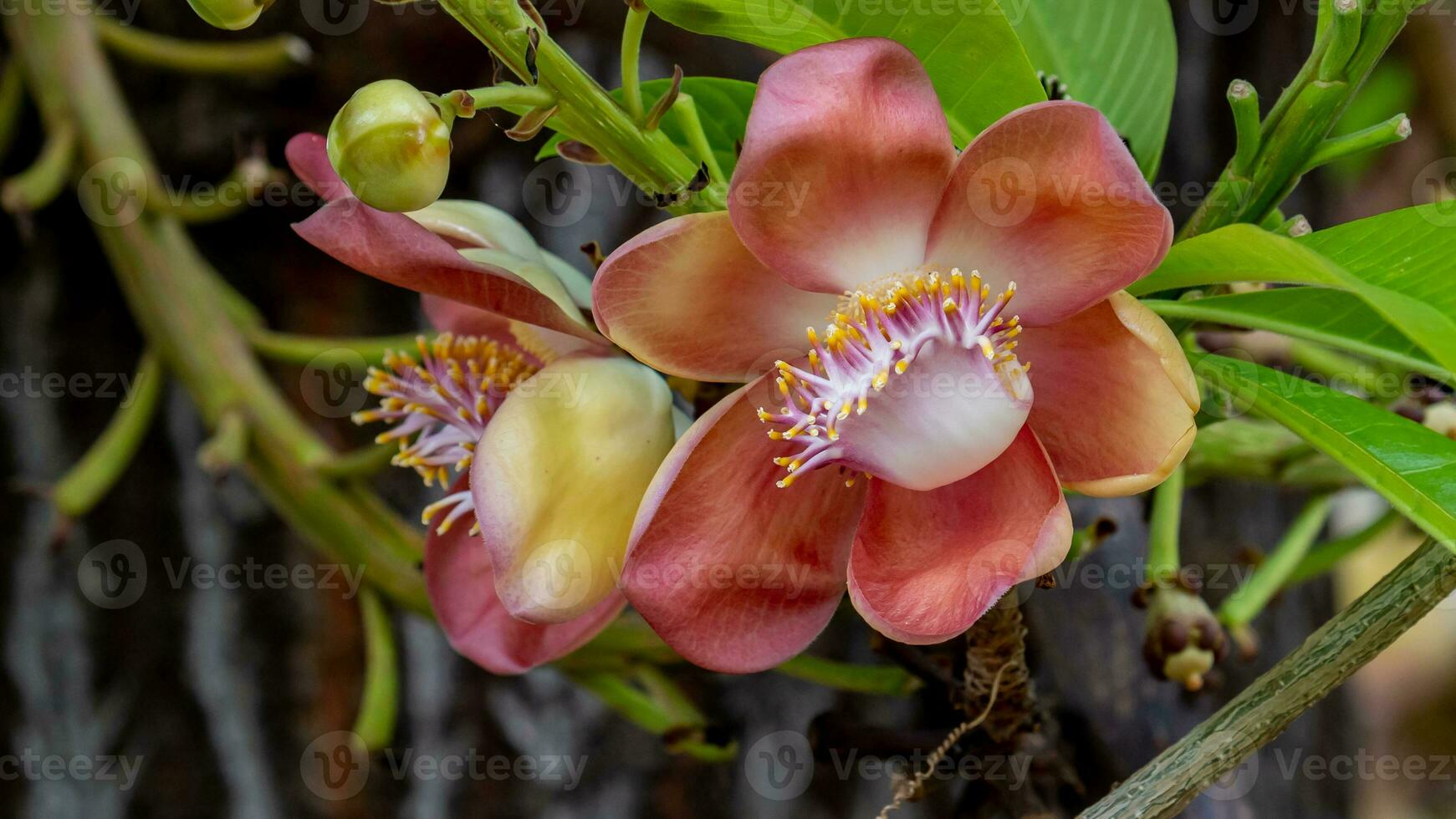 Sal, Shal, Sakhuwan, Sal Tree, Sal of India, Religiosa blooming in the garden photo