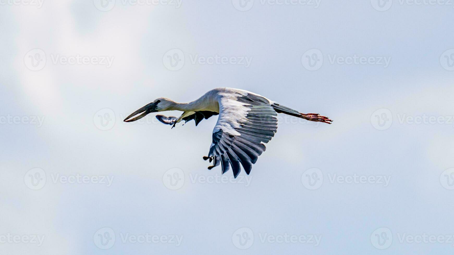 Asian Openbill flying in to the sky photo