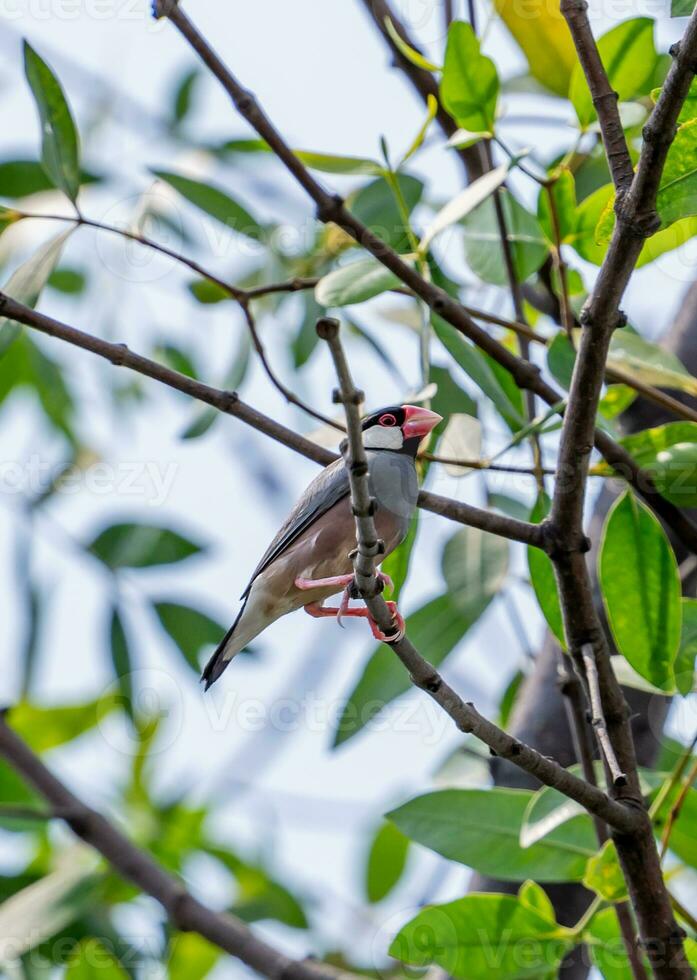 Java sparrow, Java finch perched on tree photo