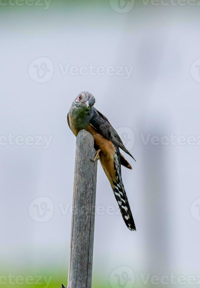 Plaintive Cuckoo perched on a stump photo