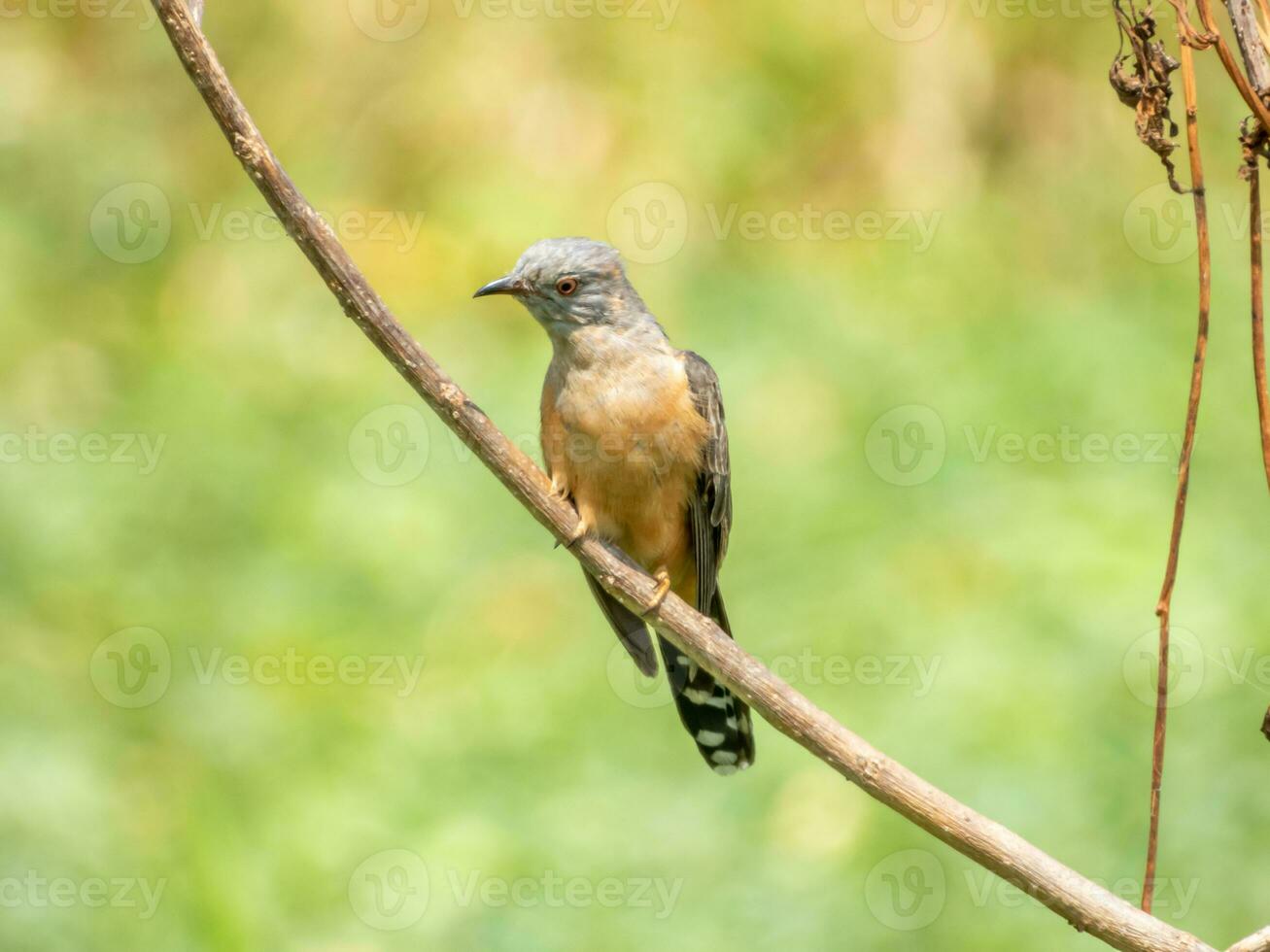 cuco quejumbroso posado en un árbol foto