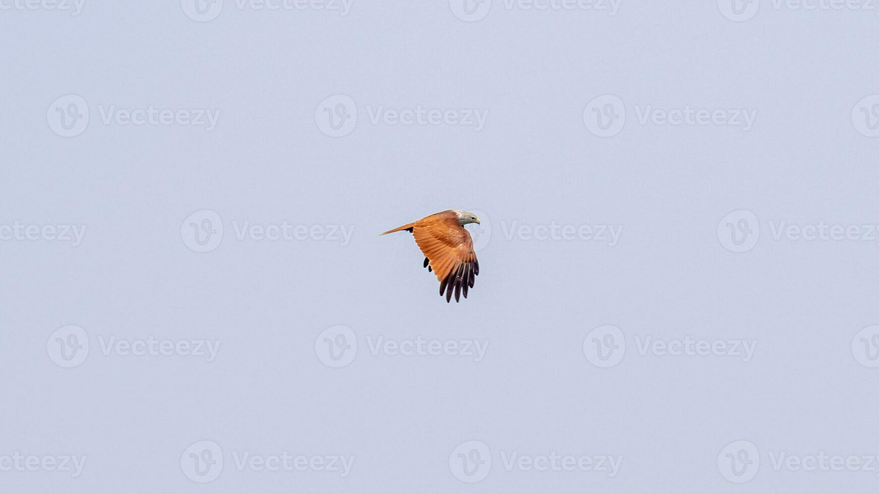 Brahminy Kite flying in the sky in nature of Thailand photo