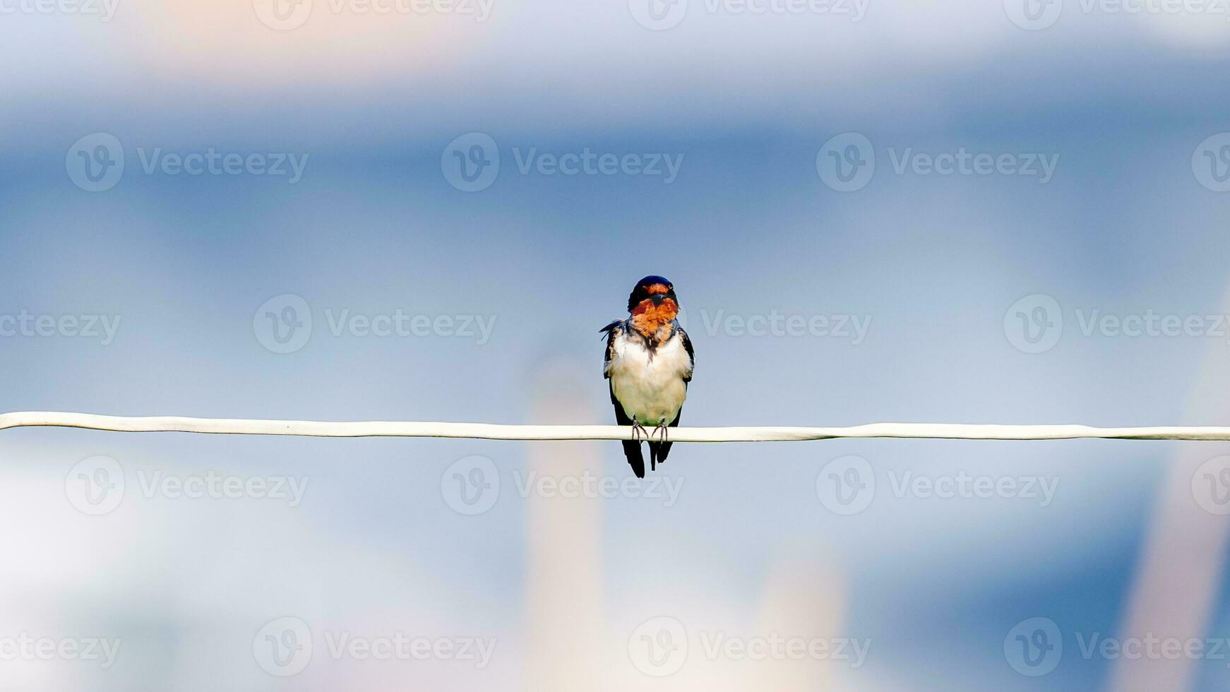 Barn Swallow perched on wire photo
