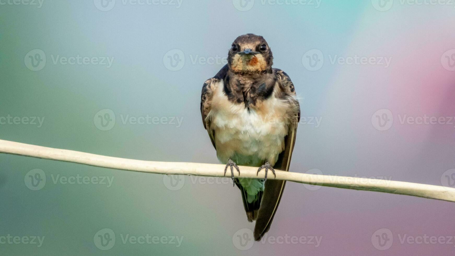 Barn Swallow perched on wire photo