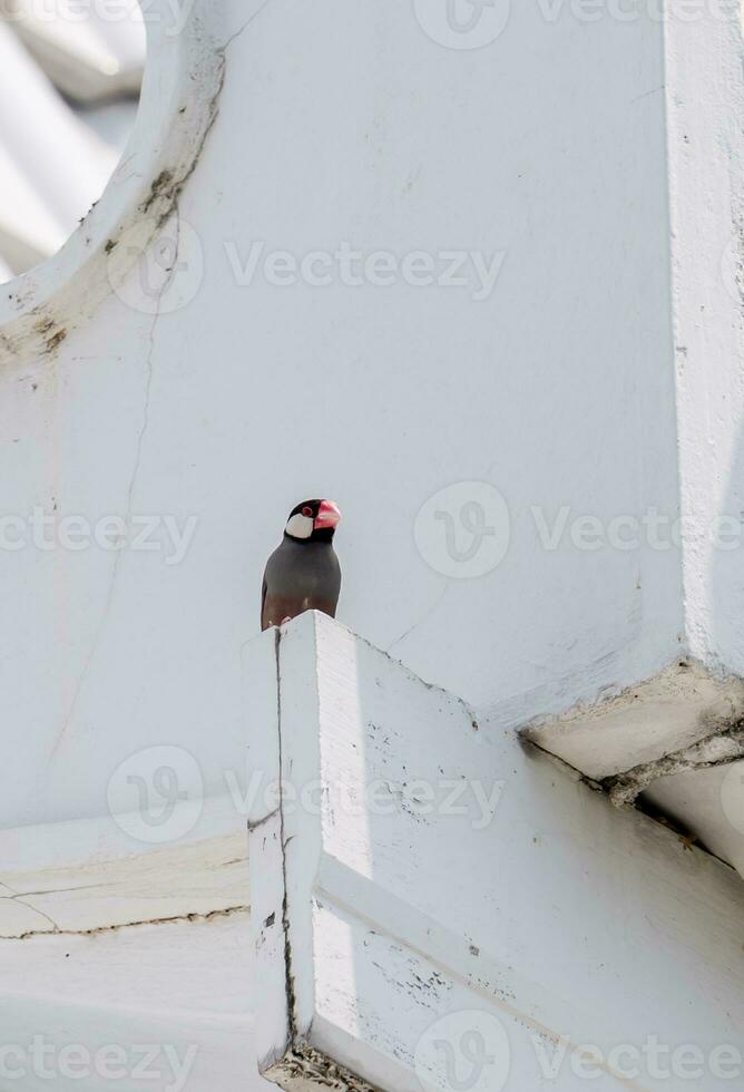 Java sparrow, Java finch stand on the fence photo