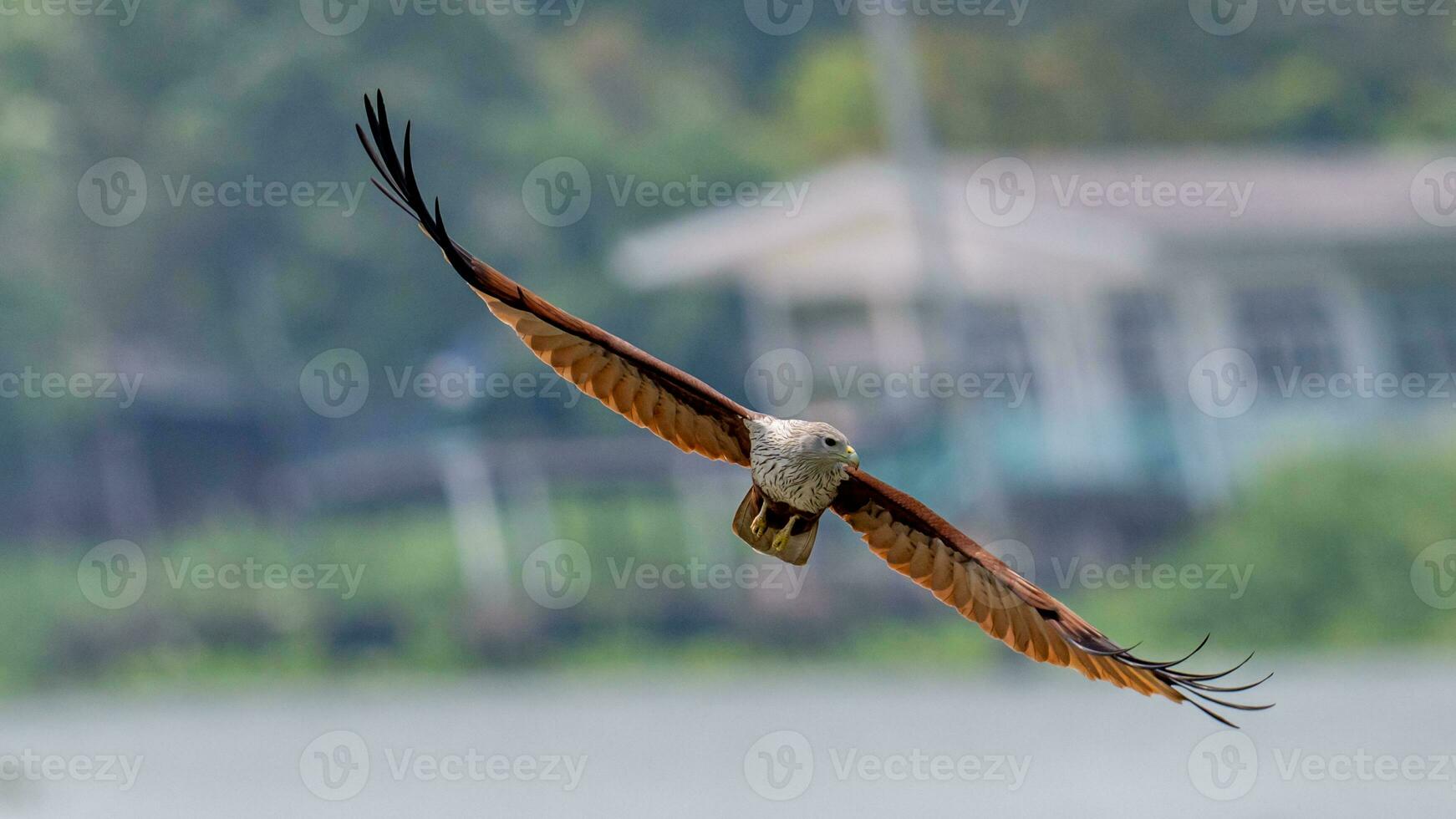 Brahminy Kite flying in the sky in nature of Thailand photo