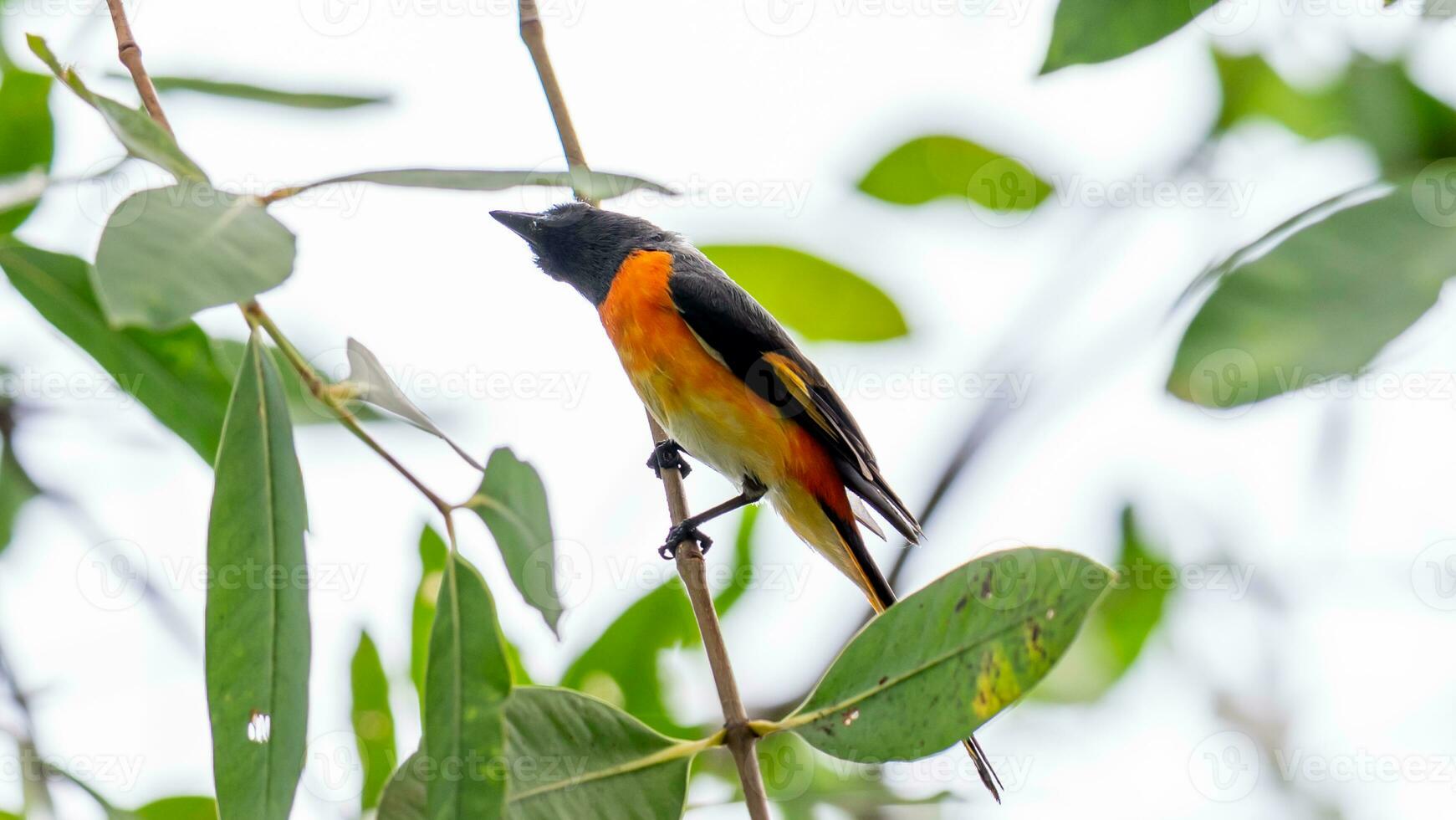 pequeño miniveterinario encaramado en árbol foto