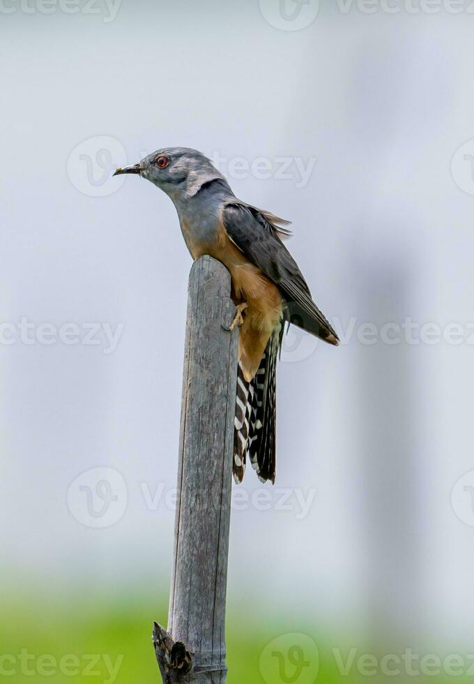 Plaintive Cuckoo perched on a stump photo