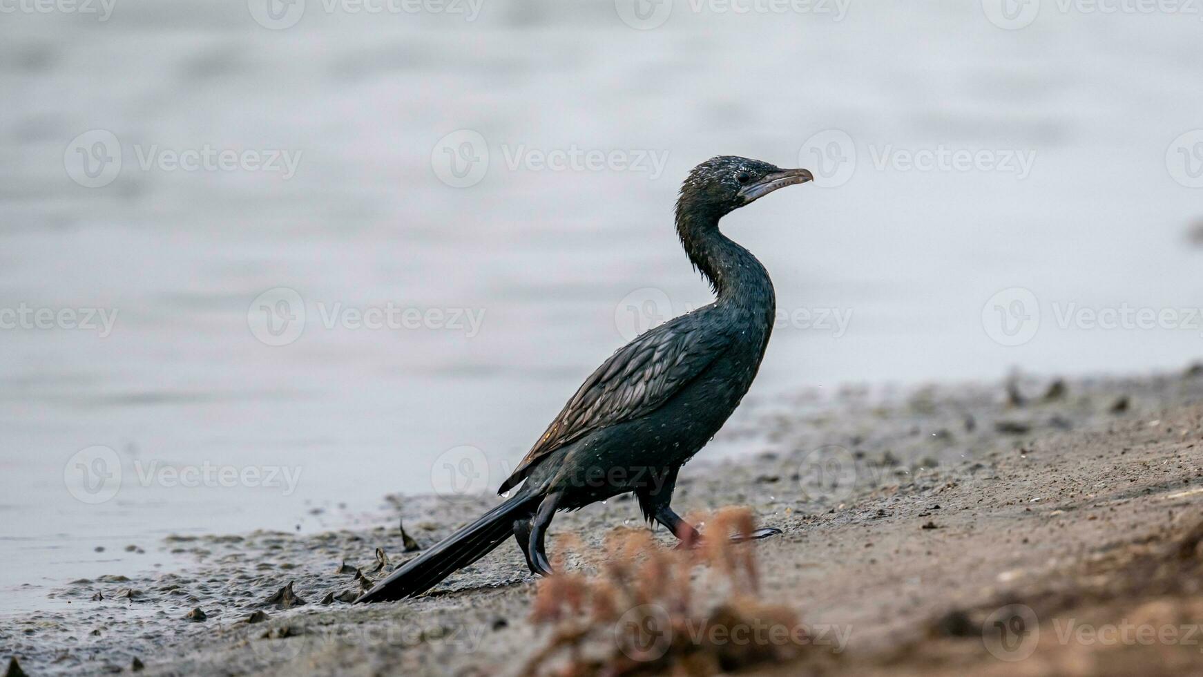 Little Cormorant stand on the field photo