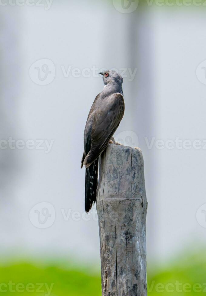 Plaintive Cuckoo perched on a stump photo
