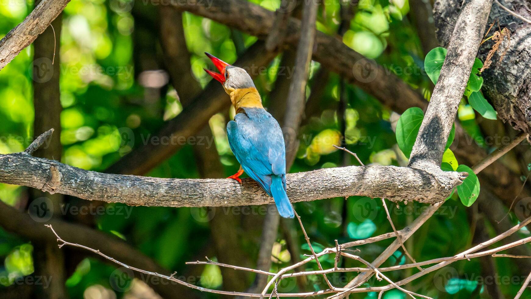 Stork-billed Kingfisher perched on tree photo