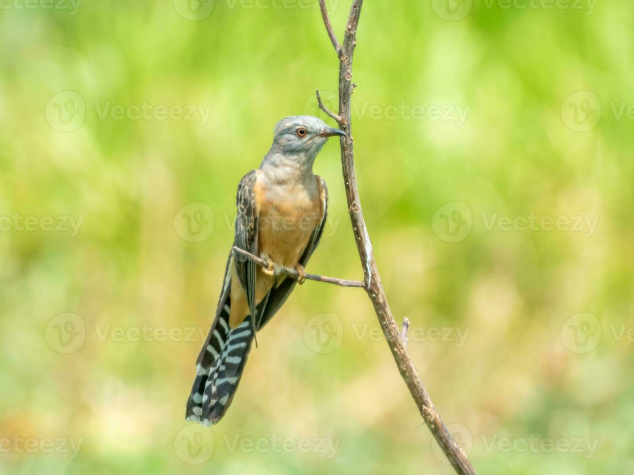 plaintive cuckoo perched on tree photo