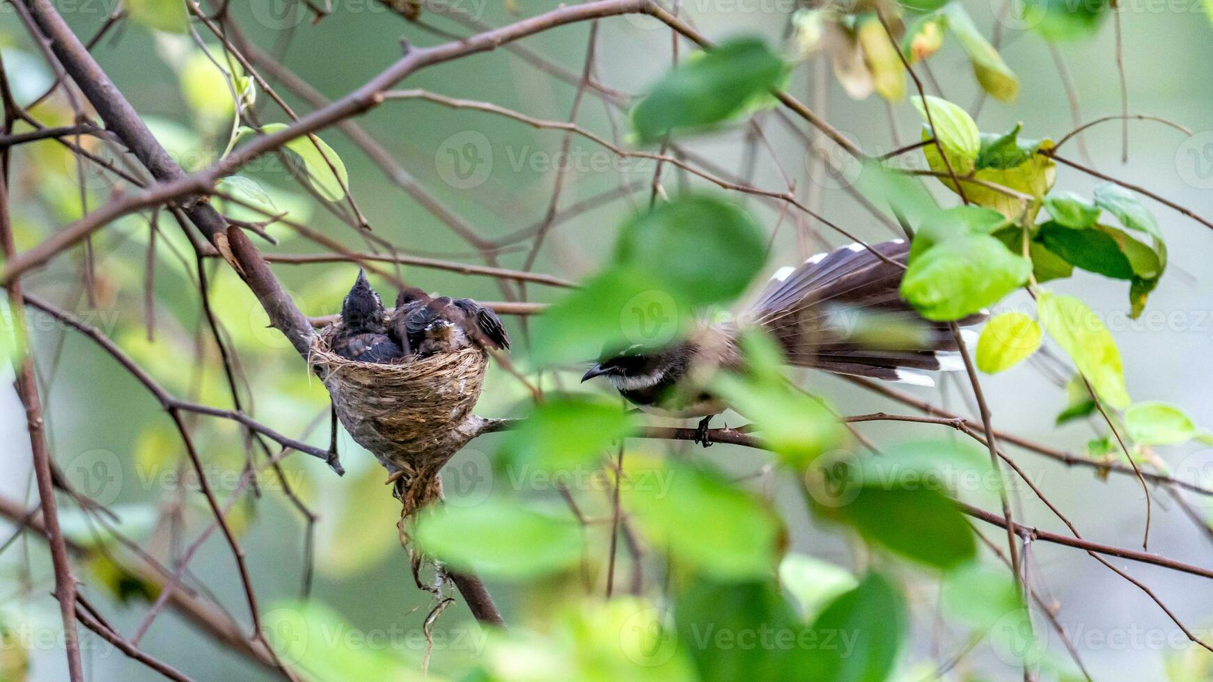 A mother bird of Sunda pied fantail is perching on a tree branch and looking on its babies. photo